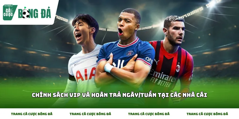 Chính sách VIP và hoàn trả ngày/tuần tại các nhà cái và quyền lợi thành viên